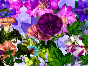 color, bindweed, graphics, Flowers