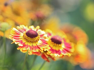 Flowers, Helenium, color