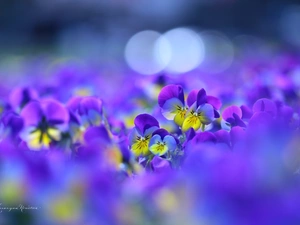 Flowers, pansies, color