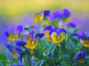 Flowers, pansies, color