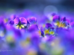 Flowers, pansies, color