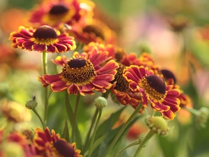 Colorful Background, Helenium, Flowers