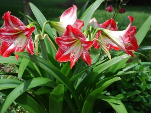 amaryllis, Colourfull Flowers