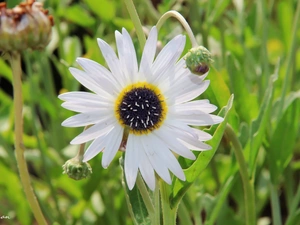 Arktotis, Colourfull Flowers