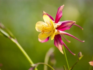 fuzzy, background, Colourfull Flowers, columbine, Pink-Yellow