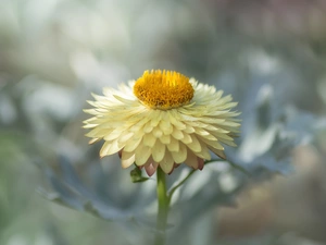 fuzzy, background, Colourfull Flowers, Kocanka garden, Yellow