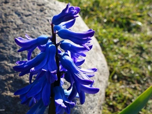 Bluebell, bell, Colourfull Flowers, flower, blue, English