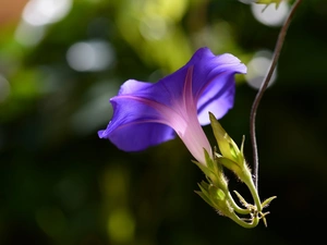 bindweed, Colourfull Flowers