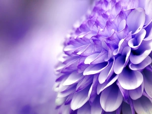 chrysanthemum, Colourfull Flowers