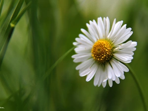 daisy, Colourfull Flowers