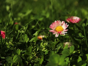 daisy, Colourfull Flowers