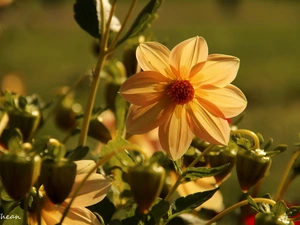 Dalia, Colourfull Flowers