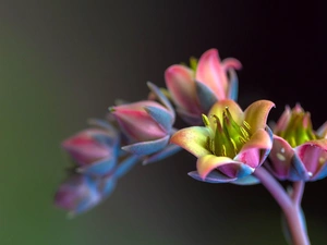 Echeveria, Colourfull Flowers