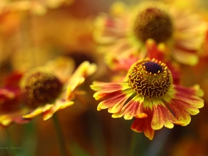 Helenium, Colourfull Flowers