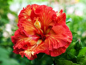 hibiskus, Colourfull Flowers