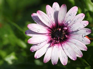 lilac, Colourfull Flowers