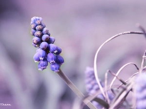 Muscari, Colourfull Flowers