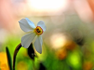 narcissus, Colourfull Flowers