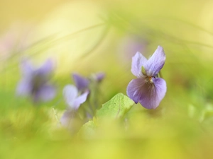 Viola odorata, Colourfull Flowers, blurry background, Violet