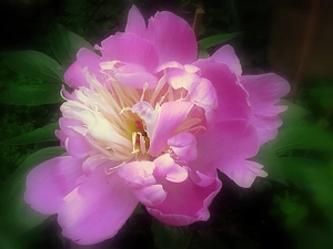 peony, Colourfull Flowers