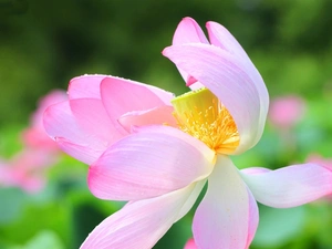 Pink, Colourfull Flowers