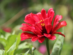 Red, Colourfull Flowers