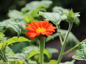 Red, Colourfull Flowers