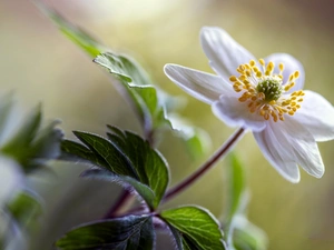 anemone, White, Colourfull Flowers