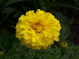 Yellow, Colourfull Flowers