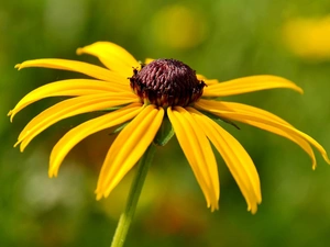 Yellow, Colourfull Flowers