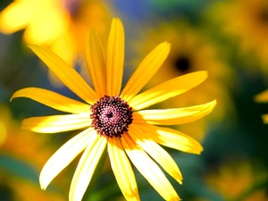 Yellow, Colourfull Flowers