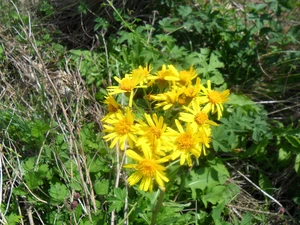 Colourfull Flowers, St. John