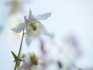 columbine, White, Colourfull Flowers