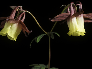 Columbines, dark, background, Flowers