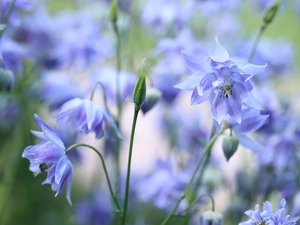 Flowers, Blue, Columbines