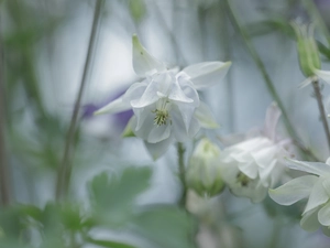 Flowers, White, Columbines