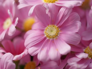 Common Ragwort, Pink, Flowers