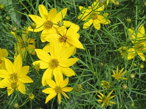 Coreopsis Verticillata, Yellow, Flowers
