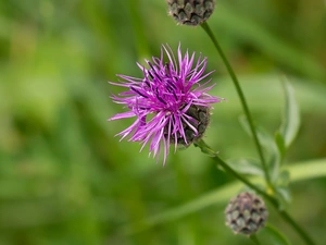 blurry background, Colourfull Flowers, Meadow Cornflower
