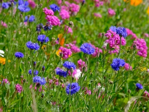 Flowers, Meadow, cornflowers