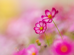 Cosmos, Two cars, Flowers