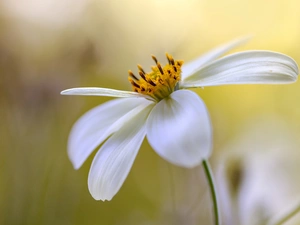 Cosmos, White, Colourfull Flowers