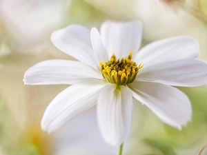 Colourfull Flowers, Cosmos, Close, White