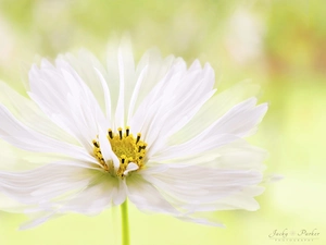 Colourfull Flowers, Cosmos, Close, White