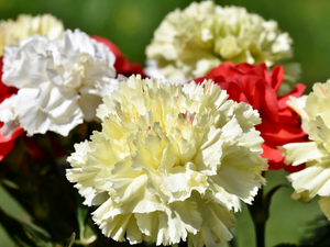 White, Flowers, cream, Red, cloves