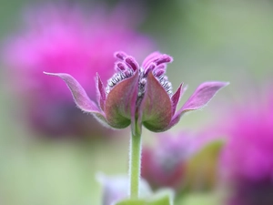Colourfull Flowers, Crimson Beebalm, Pink