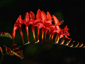 Crocosmia, Red, Colourfull Flowers