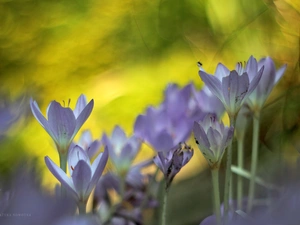 Flowers, lilac, crocuses