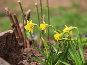 Daffodils, Flowers