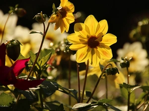 Flowers, Yellow, dahlias